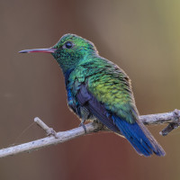 Blue-chested Hummingbird